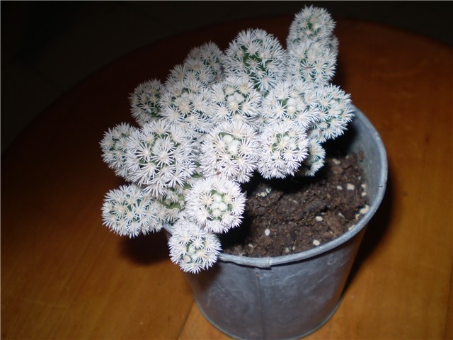 kaktus